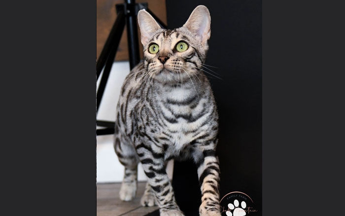 bengal kitten for sale